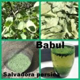 SSF_Salvadora-persica_Babul