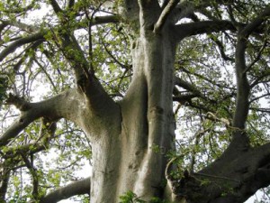arbre_Baobab