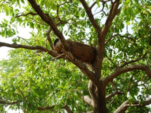arbre_Karité