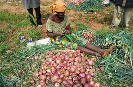 Burkina-Vert_02