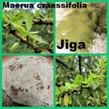 SSF_Maerua-craassifolia_Jiga