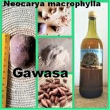 SSF_Neocarya-macrophylla_Gawasa