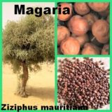 SSF_Ziziphus-mauritiana_Magaria