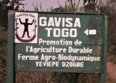 Gavisa-Togo_14