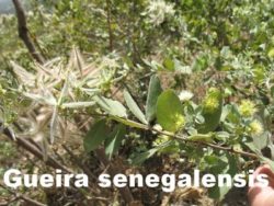 a widely common shrub in the Sahelo-Sudanese vegetation zone