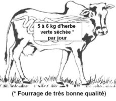 Alimentation_vaches_laitieres