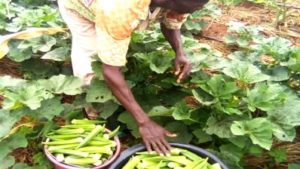 Ghana_Agroecology_Walewale_CEAL